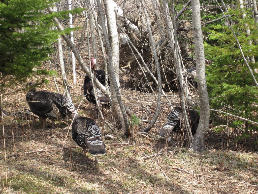 Orrie's Run to Bridgewater / Moland's 2015 photo 93